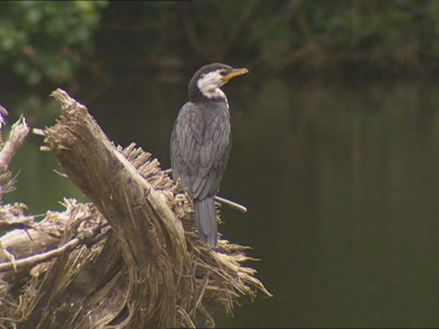 904196587 / Cormorant / New Zealand