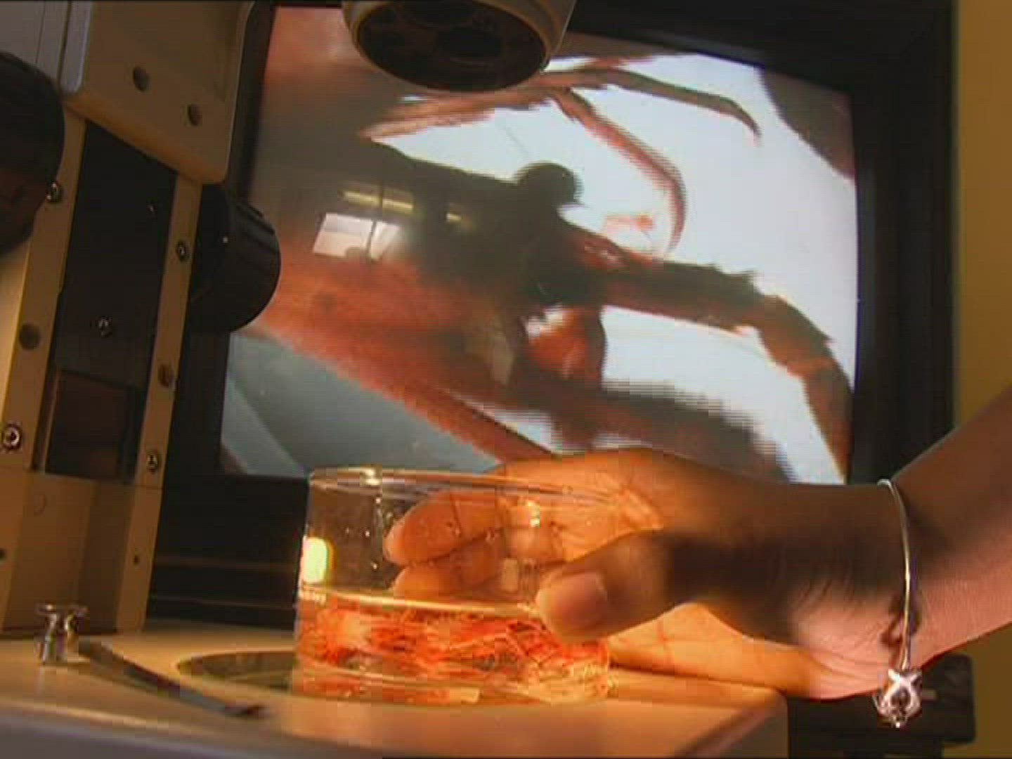 235741573 / Animal Observation / Crustacean / New Zealand