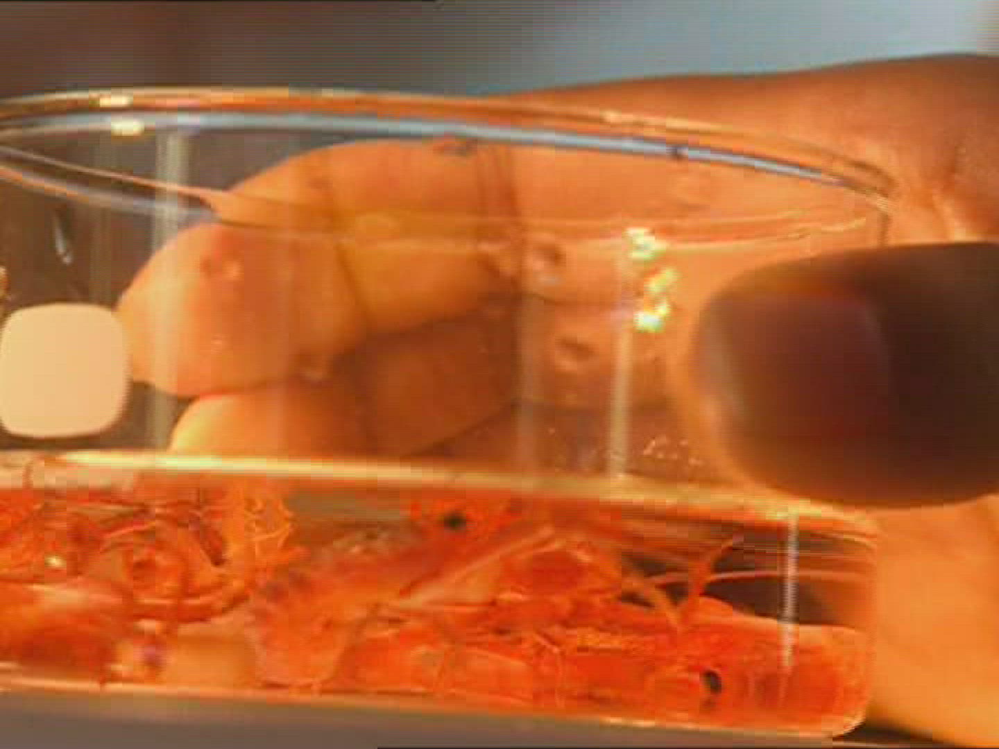 435891848 / Animal Observation / Crustacean / New Zealand