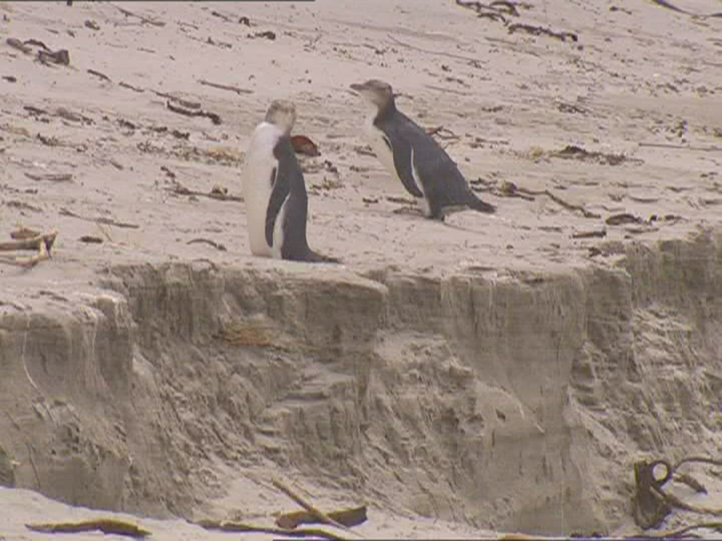 812714274 / Penguin / New Zealand