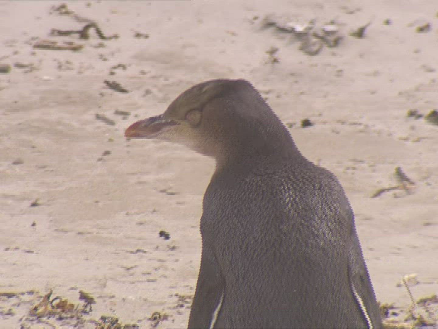 947519281 / Penguin / New Zealand
