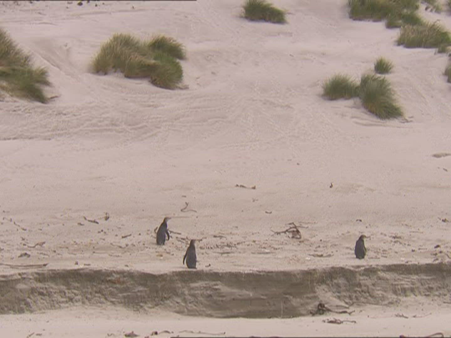 651951766 / Penguin / New Zealand