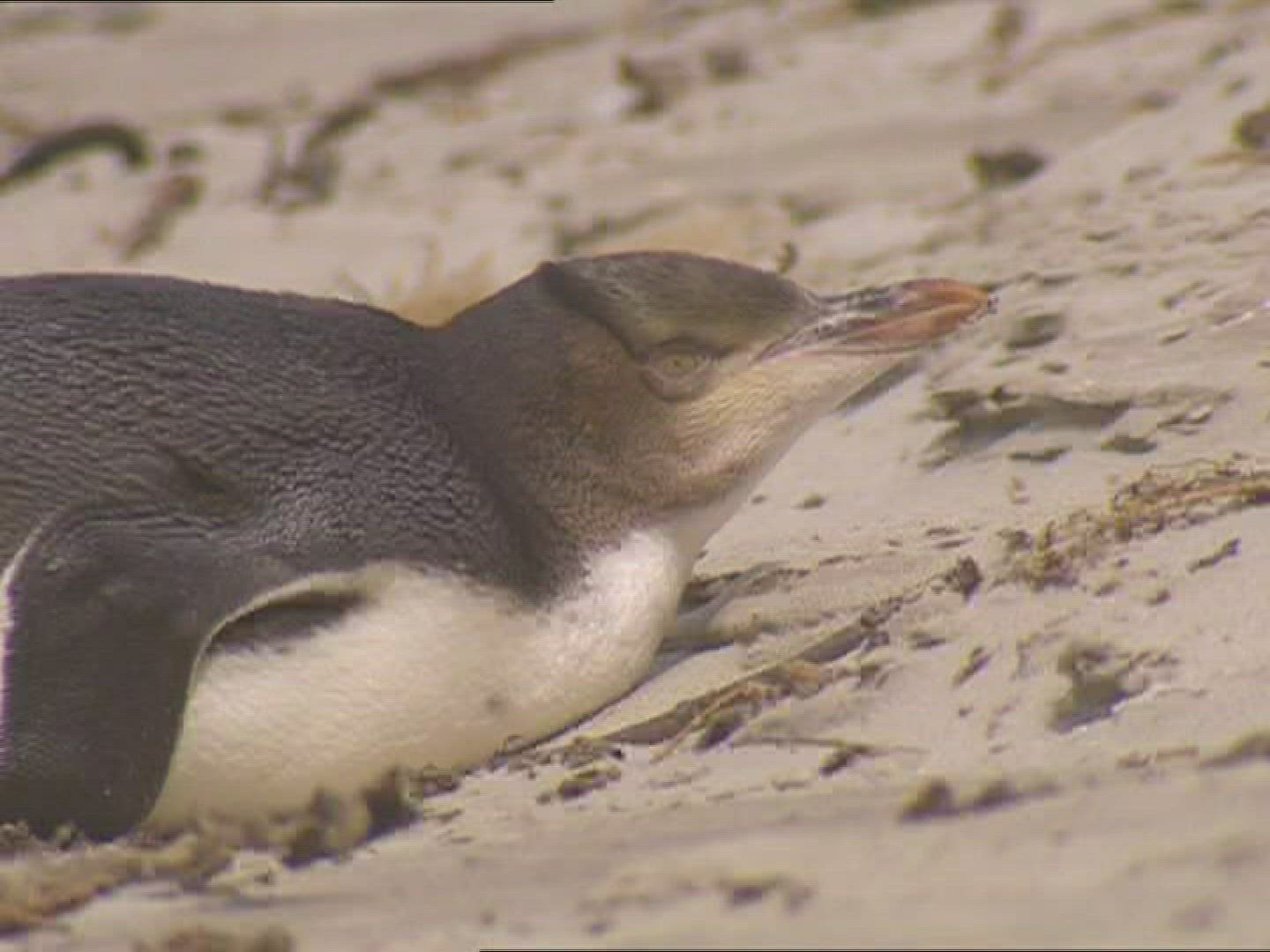 367957707 / Penguin / New Zealand