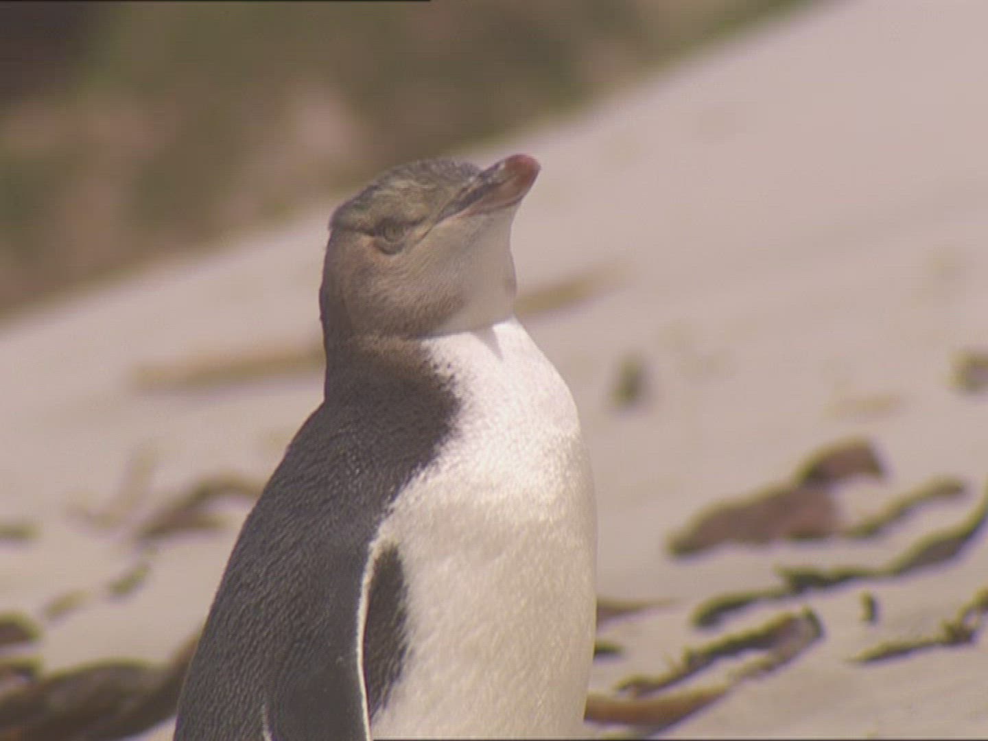 778143017 / Penguin / New Zealand