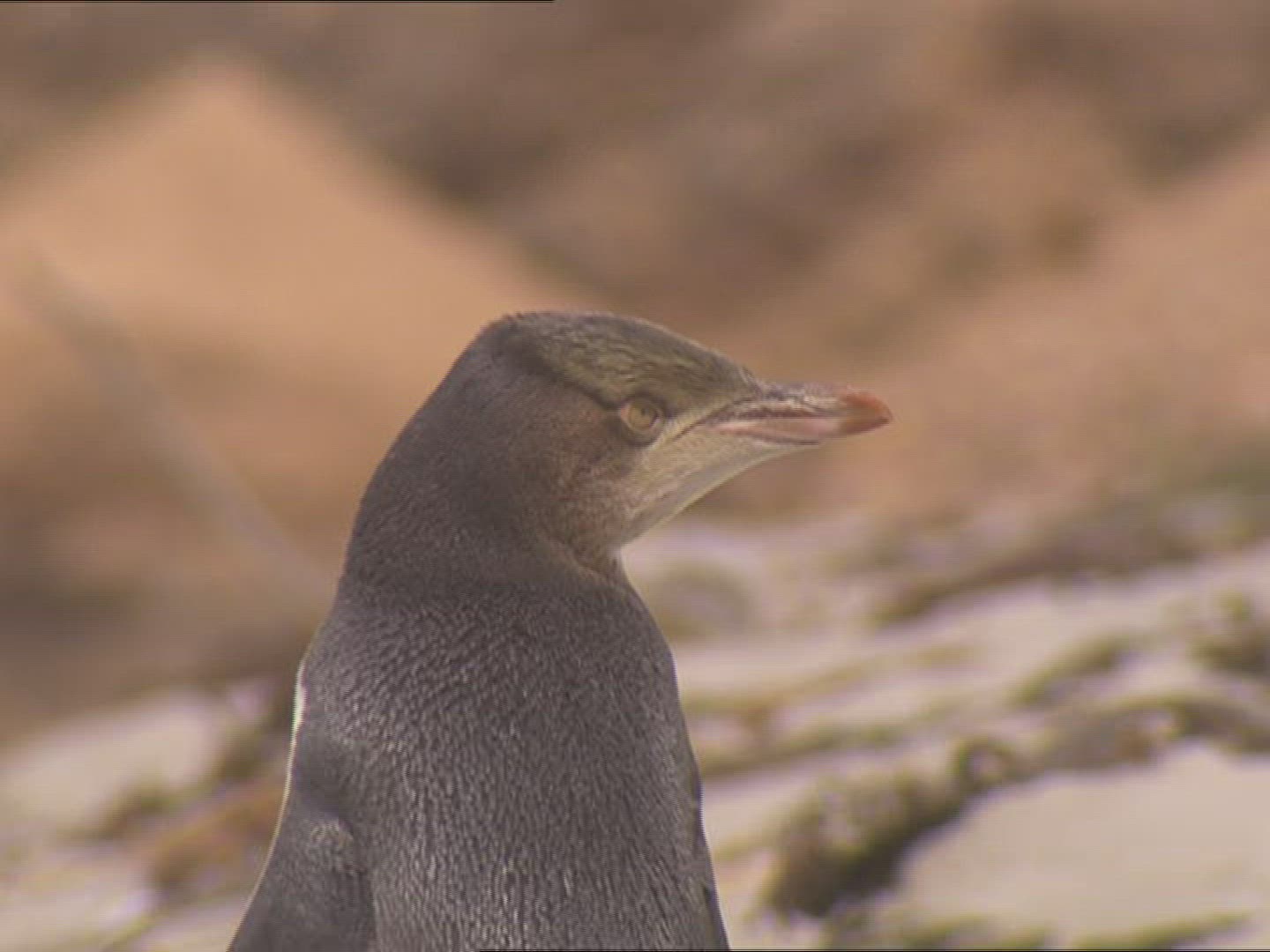640097139 / Penguin / New Zealand