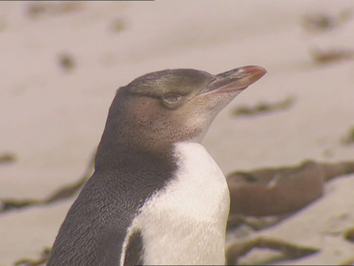 820412886 / Penguin / New Zealand