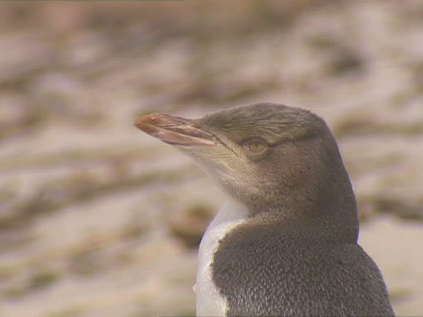 907248290 / Penguin / New Zealand