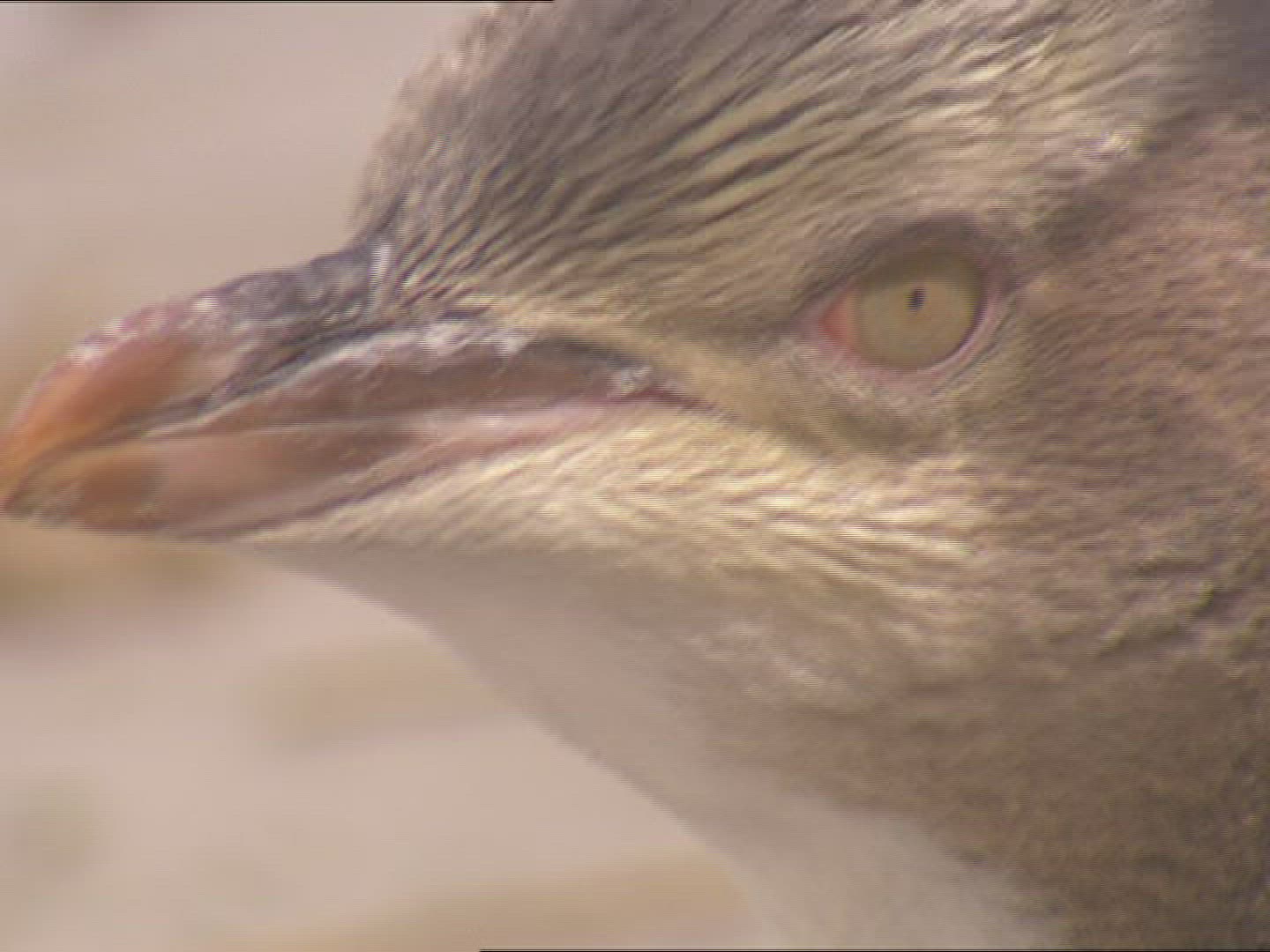 477501832 / Penguin / New Zealand