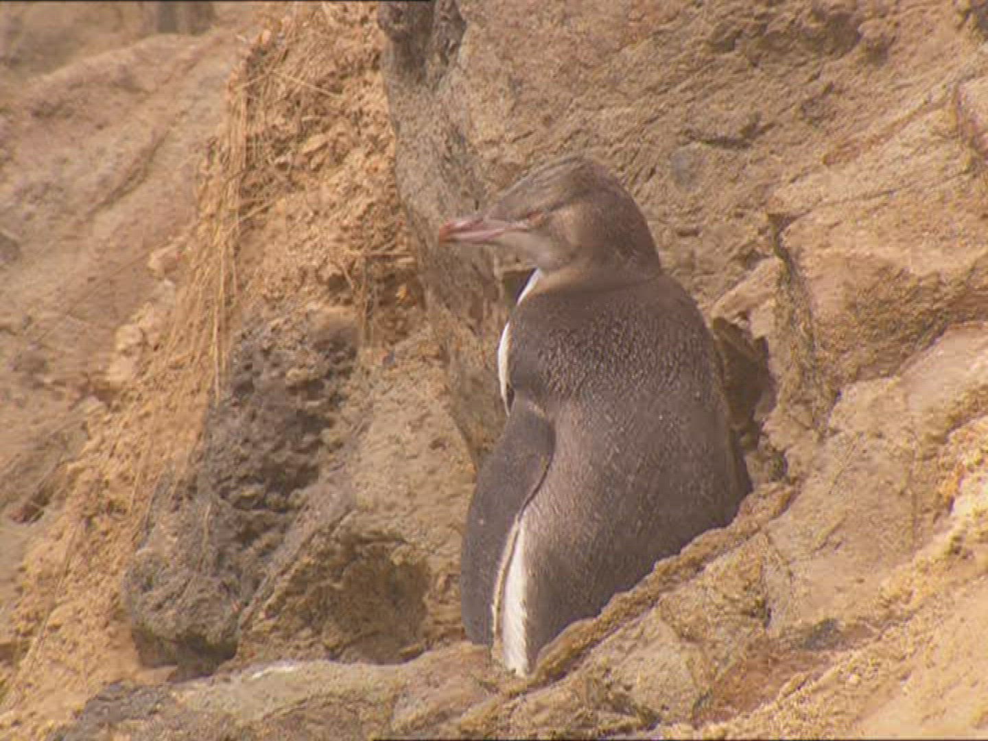 913463539 / Penguin / New Zealand