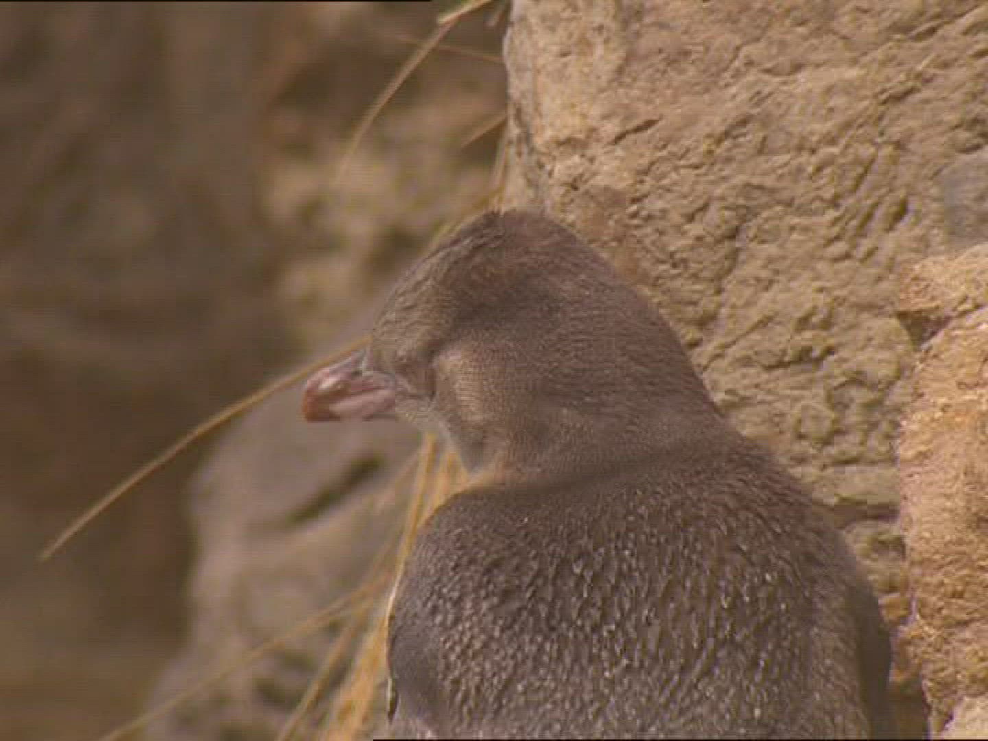 714653440 / Penguin / New Zealand