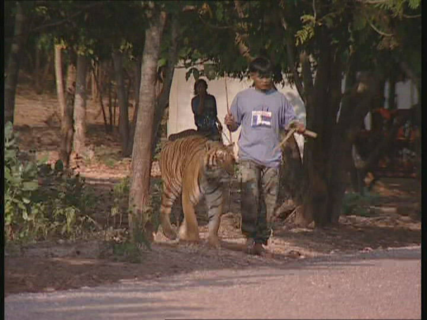 276719486 / Tiger / Promenade / Thailand