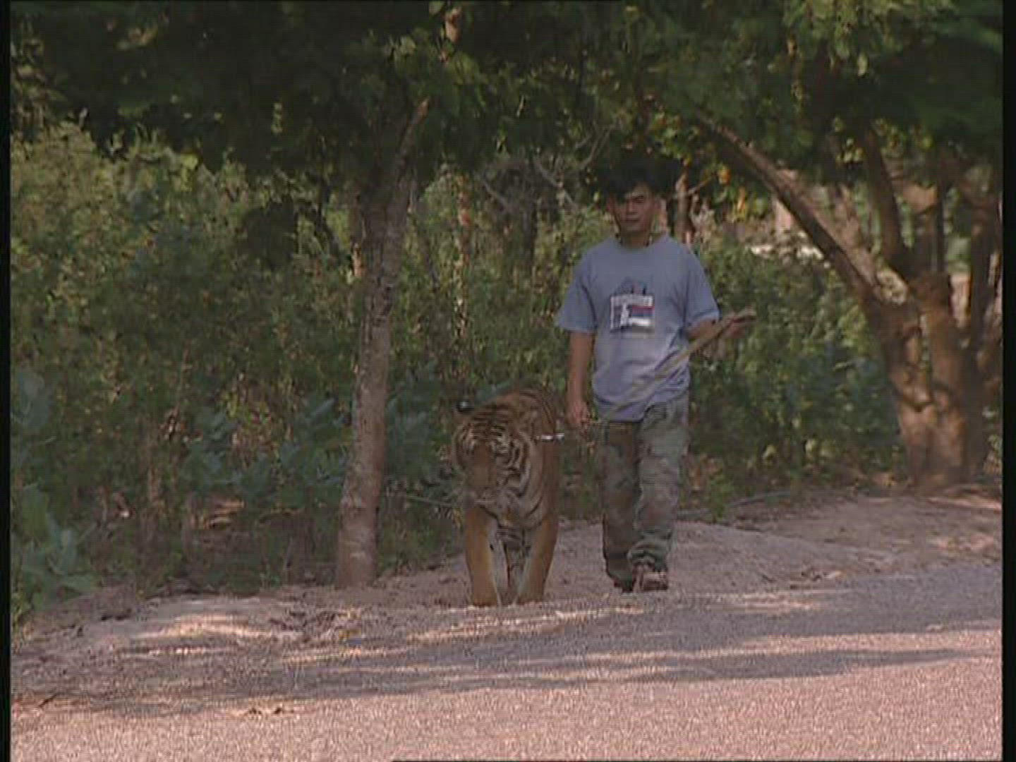 913067335 / Tiger / Promenade / Thailand