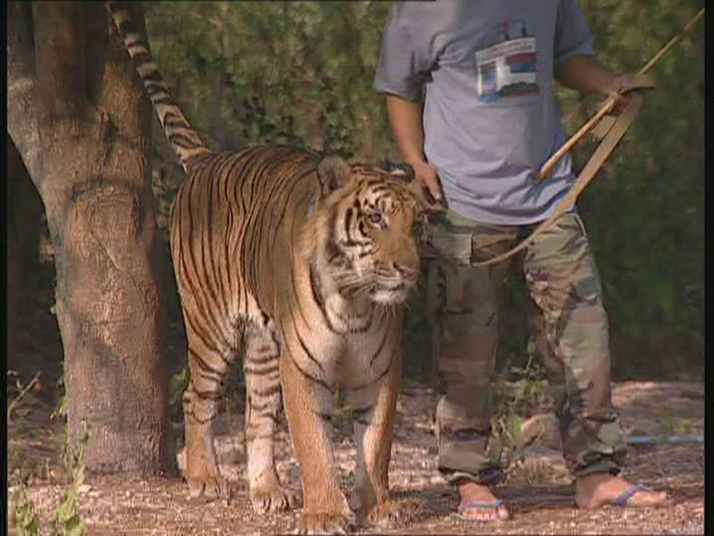 430831567 / Tiger / Promenade / Thailand