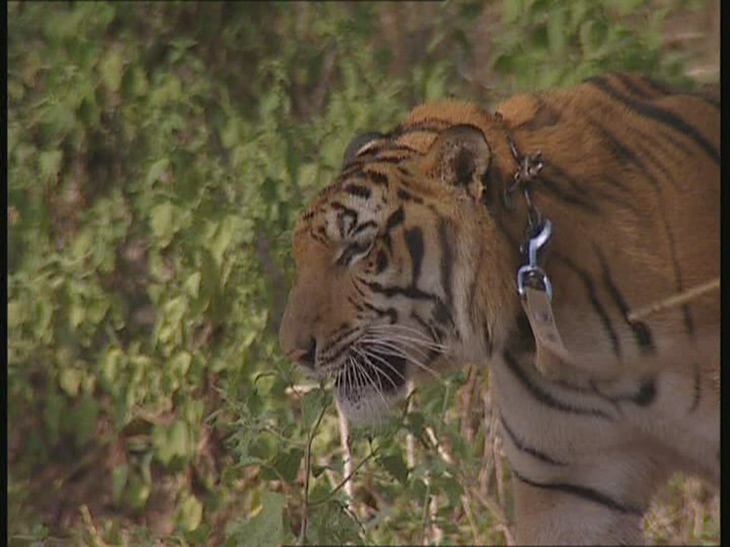 730892993 / Tiger / Promenade / Thailand