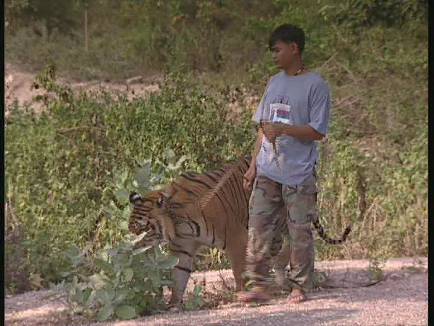 954578805 / Tiger / Promenade / Thailand