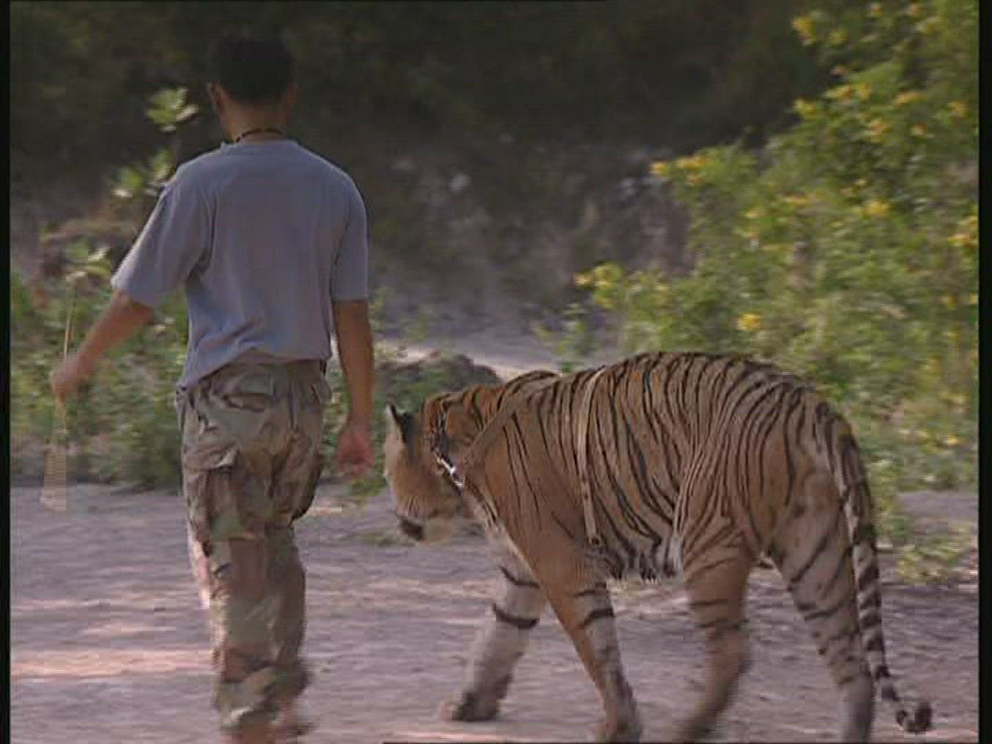 274159420 / Tiger / Promenade / Thailand