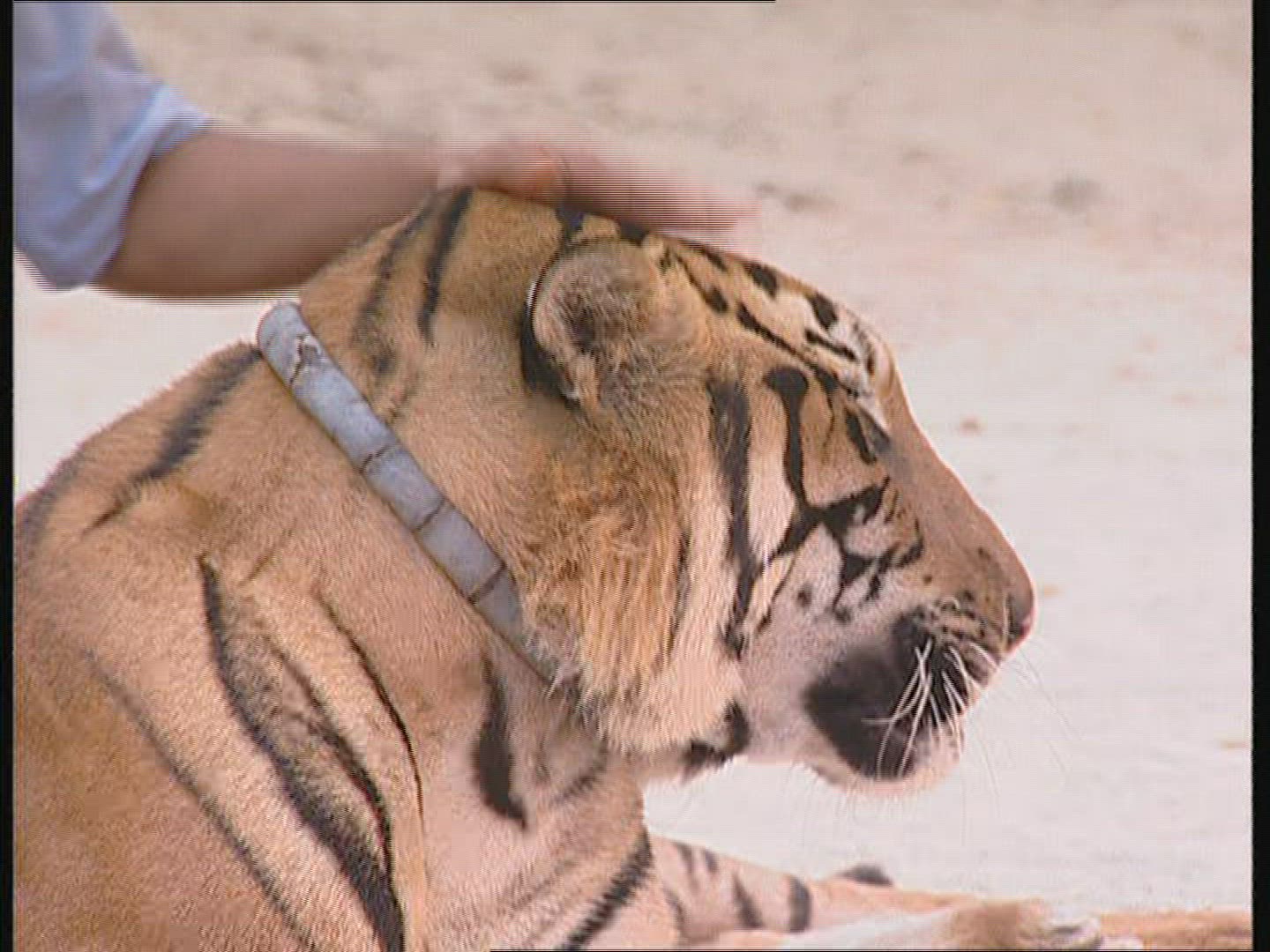 726825898 / Tiger / Animal Keeper / Thailand