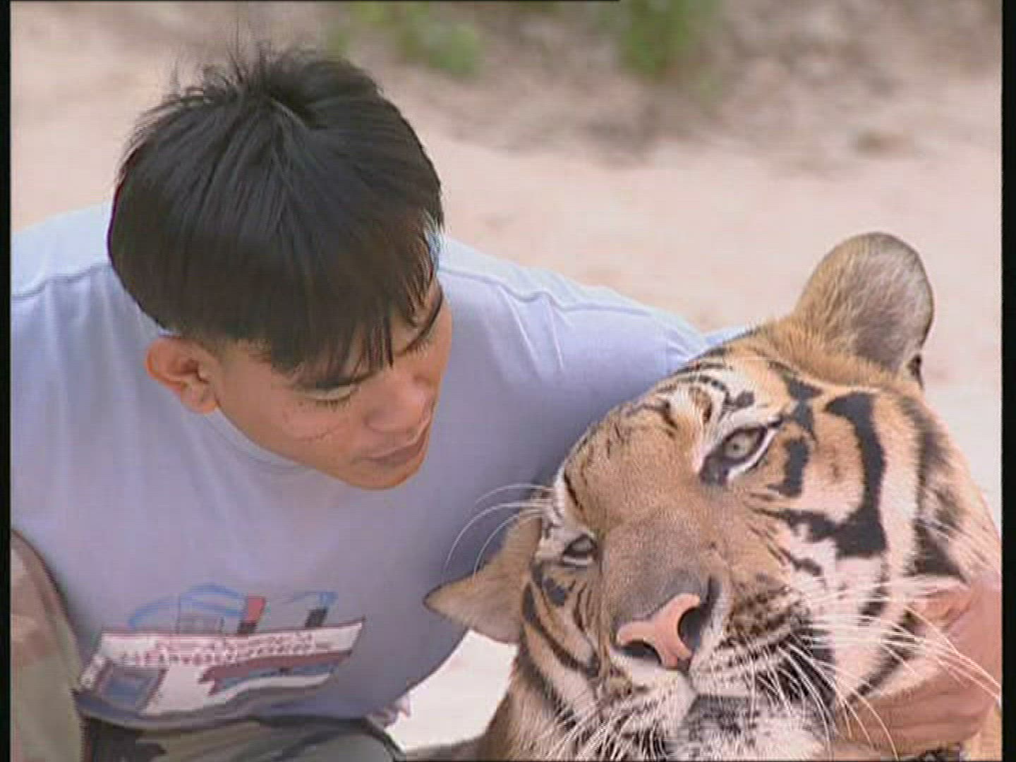 232517678 / Tiger / Animal Keeper / Thailand