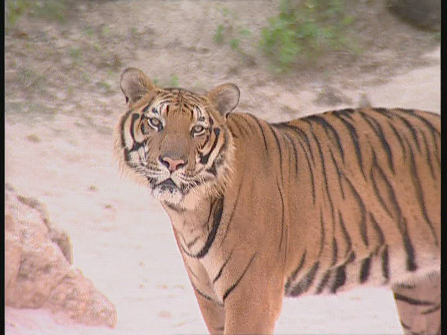 501985581 / Tiger / Keeping of Animals / Thailand