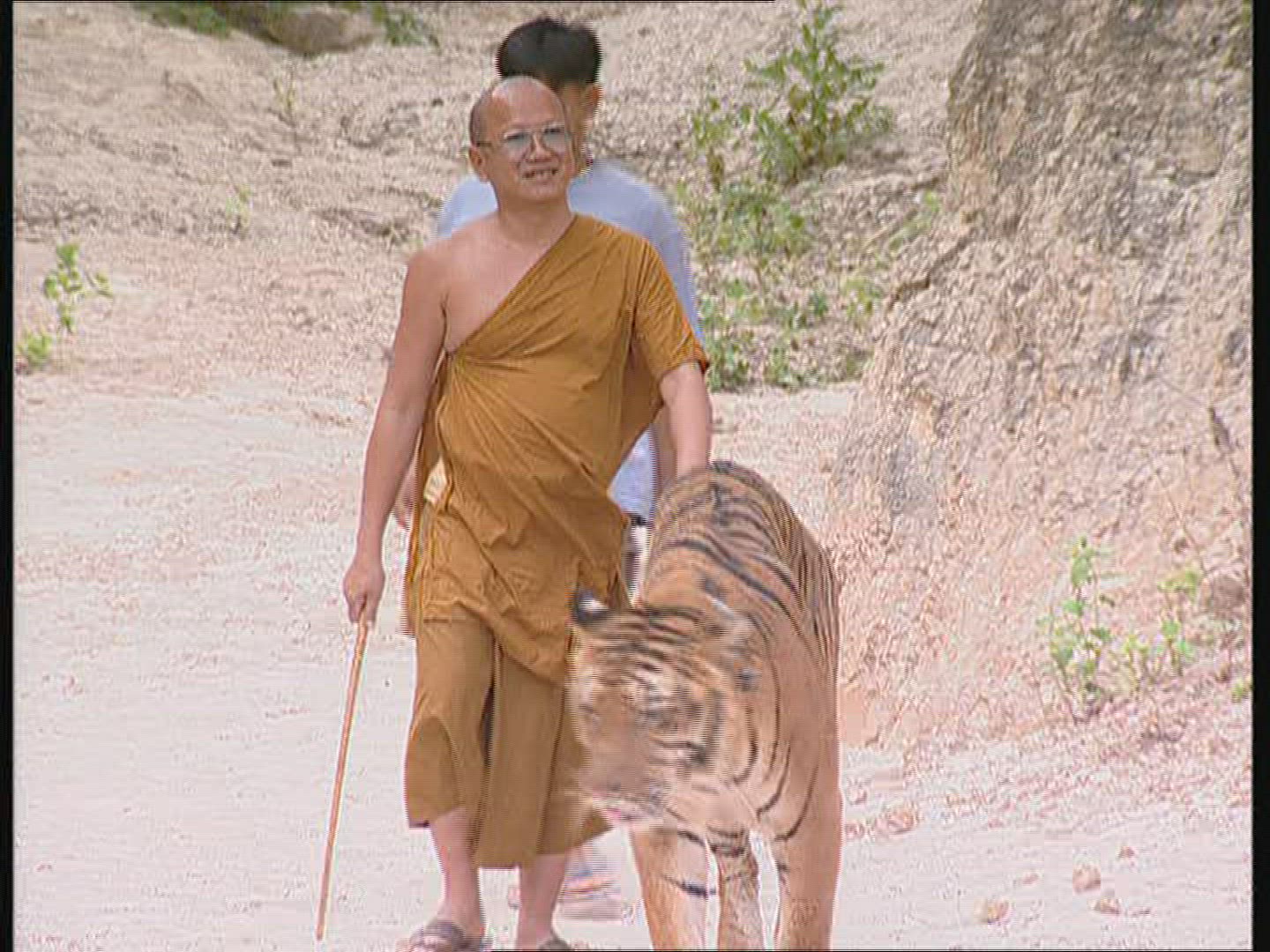 632981106 / Tiger / Animal Keeper / Thailand