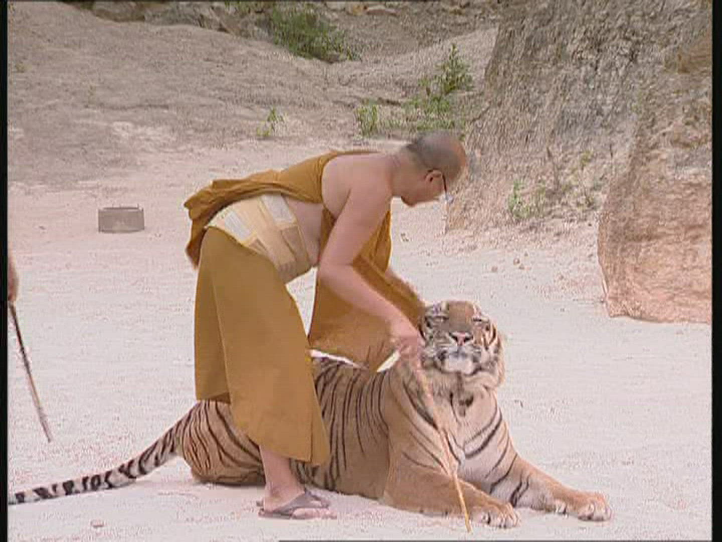 568300010 / Tiger / Animal Keeper / Thailand
