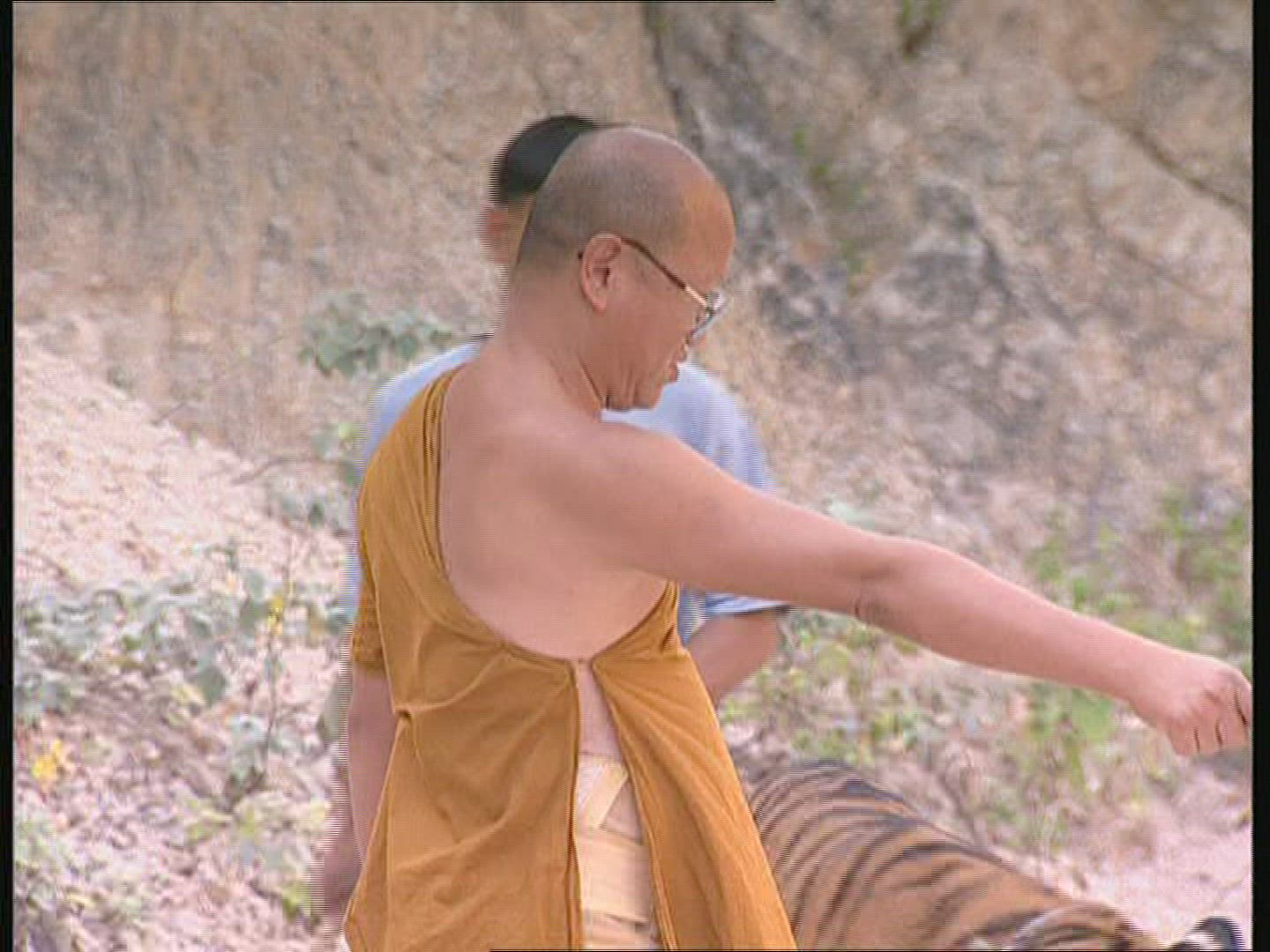 550690630 / Tiger / Animal Keeper / Thailand
