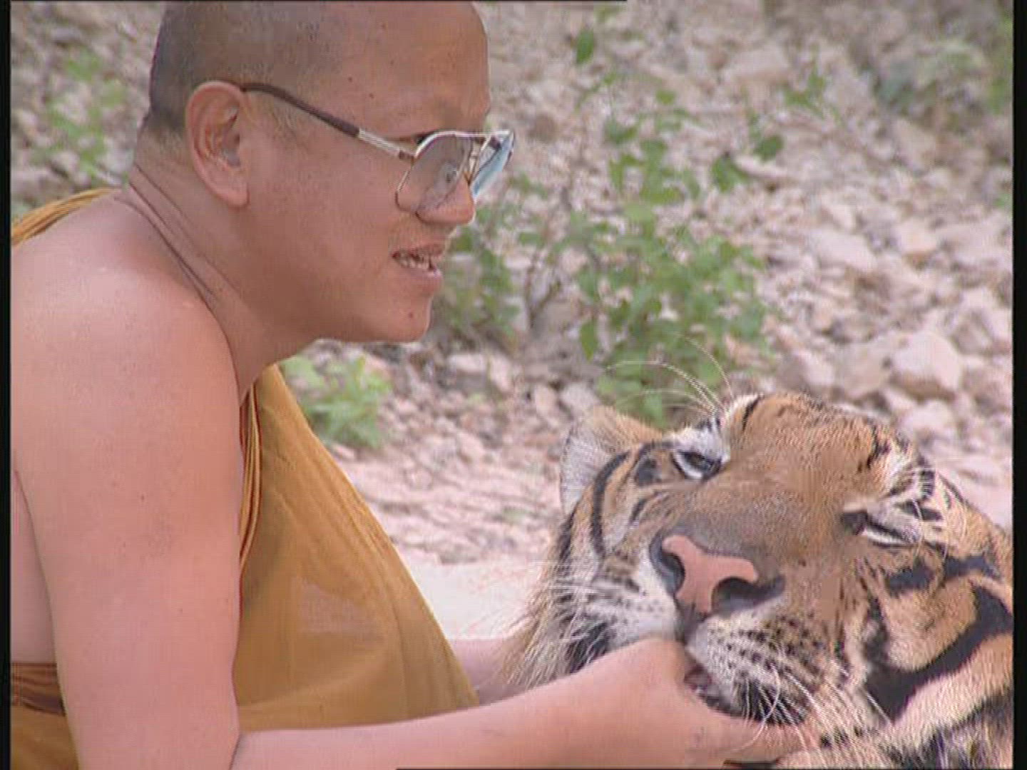 691112991 / Tiger / Animal Keeper / Thailand