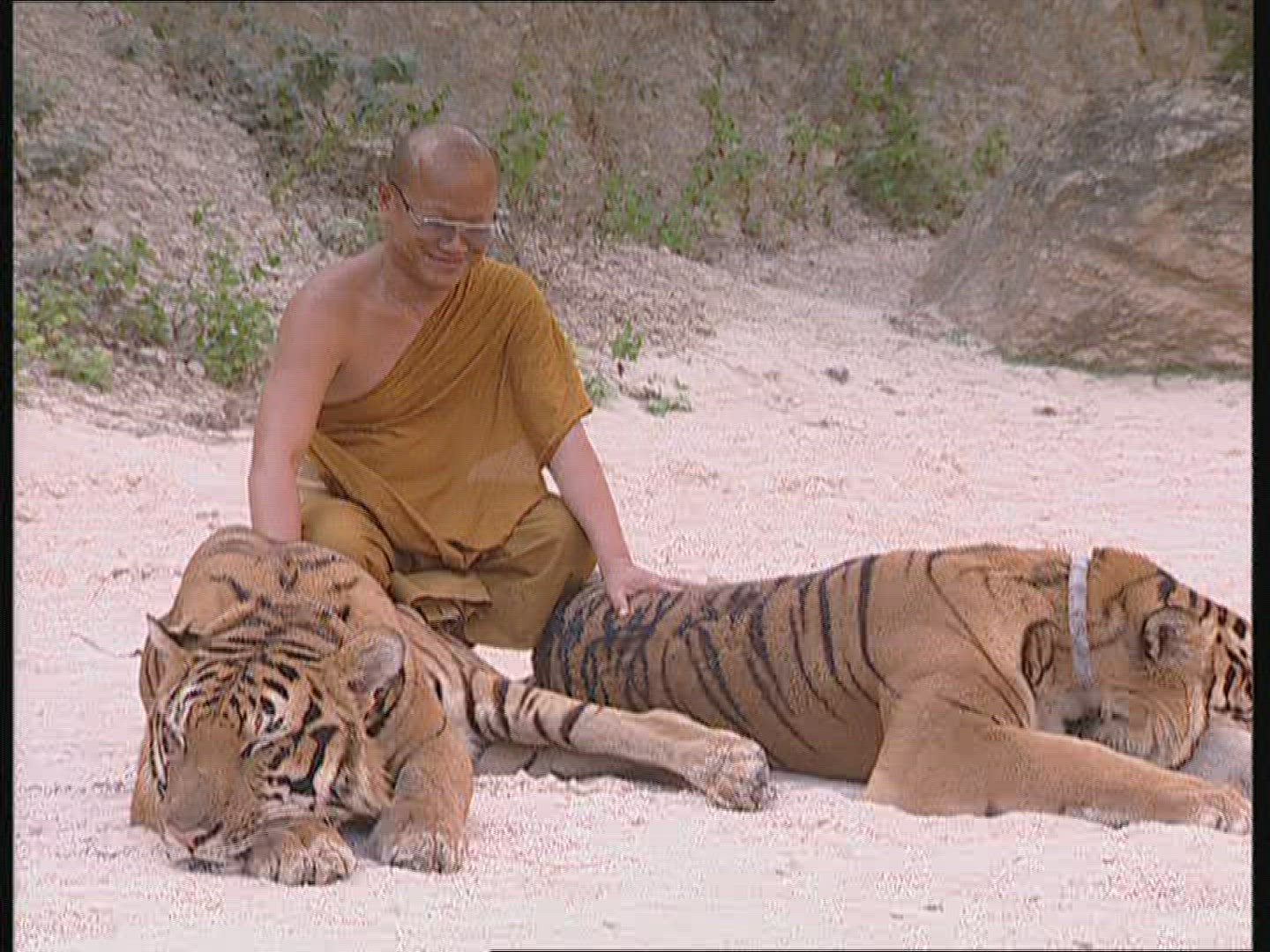 386252263 / Tiger / Animal Keeper / Thailand