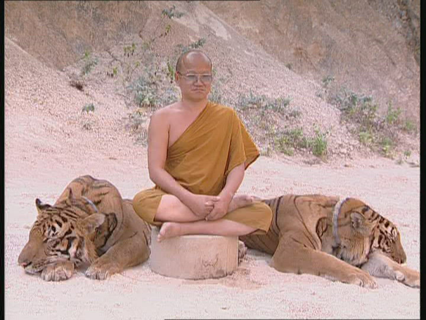 184486564 / Tiger / Animal Keeper / Thailand
