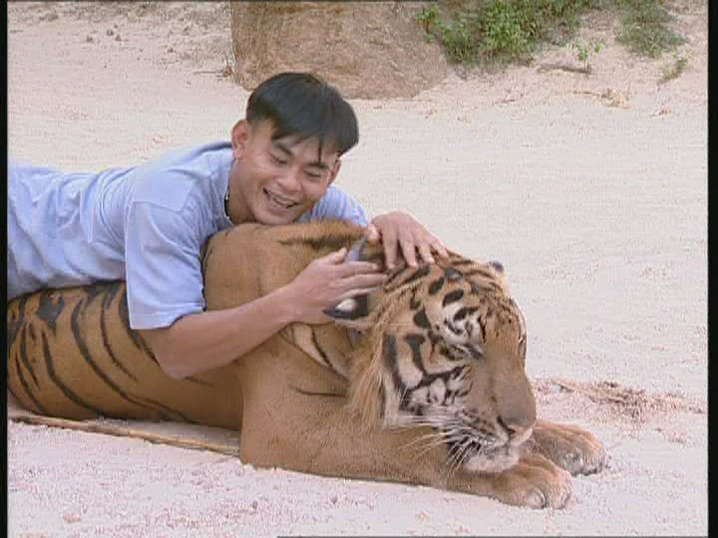 116696681 / Tiger / Animal Keeper / Thailand