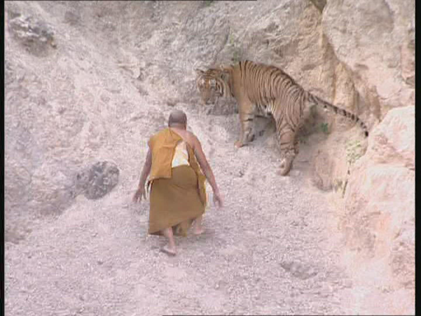 190364009 / Tiger / Animal Keeper / Thailand