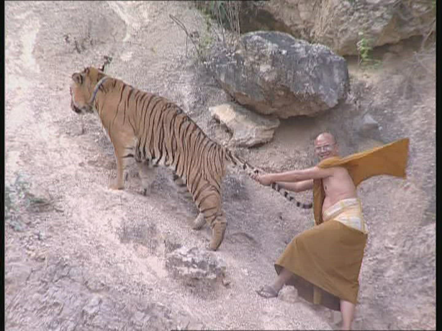 939639520 / Tiger / Animal Keeper / Thailand