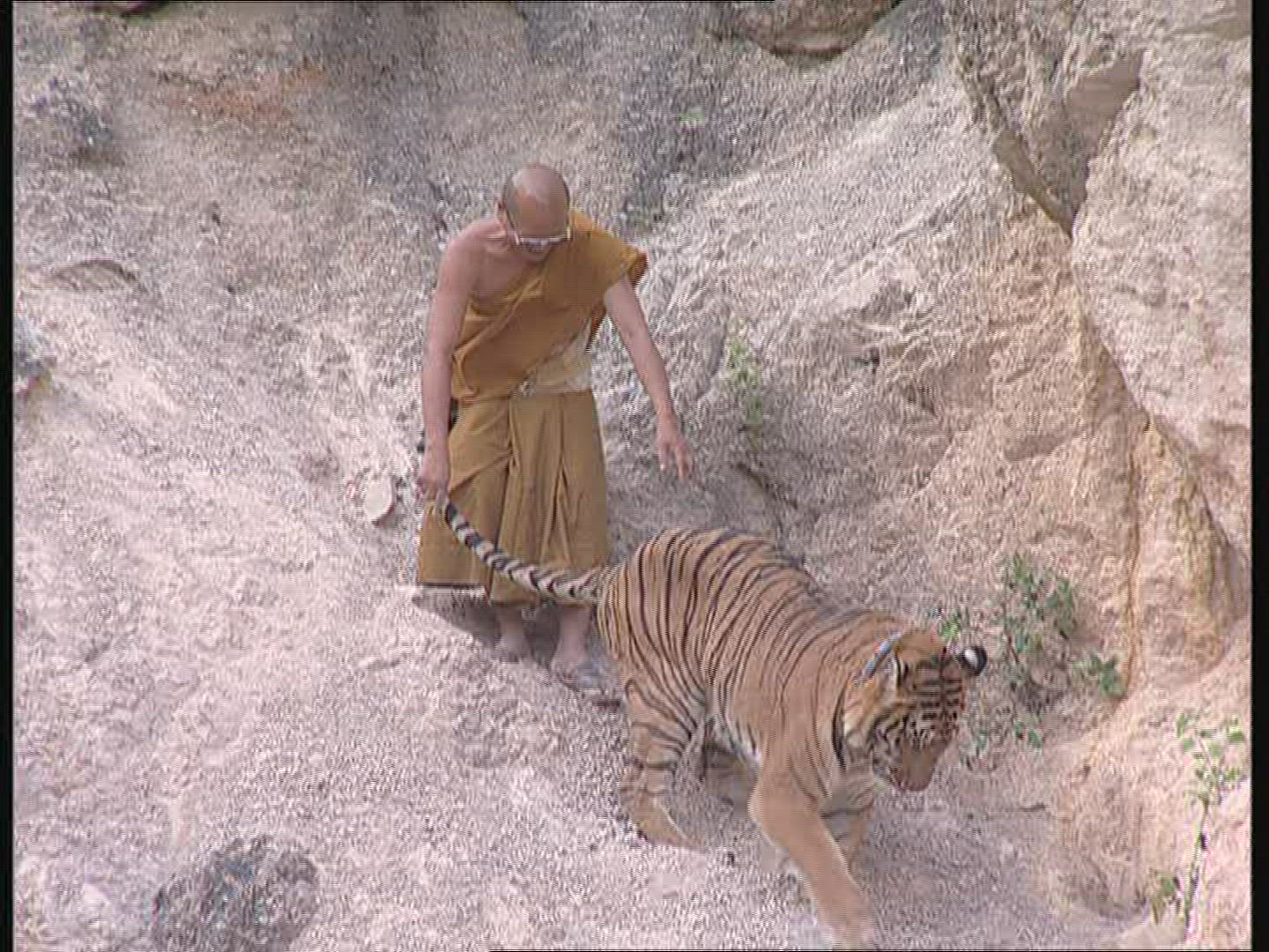 182345111 / Tiger / Animal Keeper / Thailand