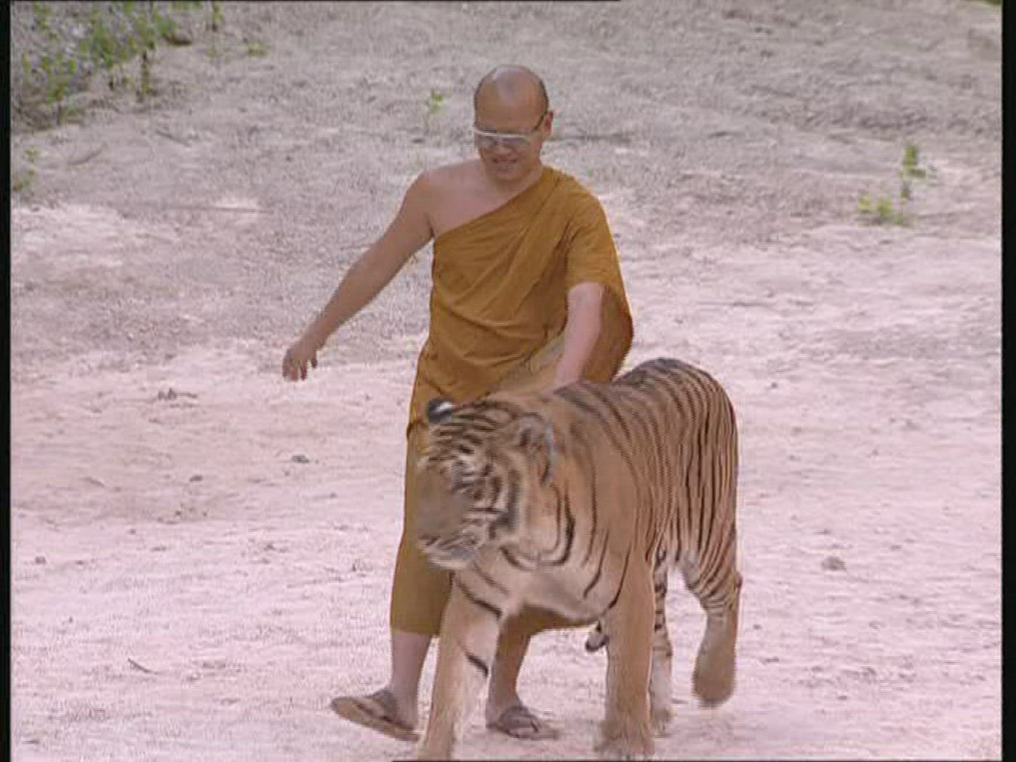 906051623 / Tiger / Animal Keeper / Thailand