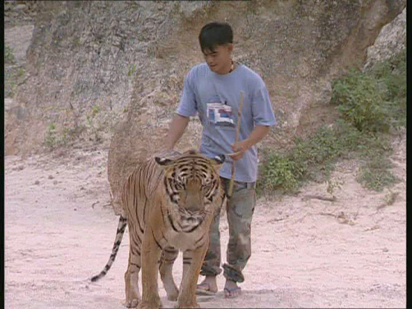 564560589 / Tiger / Animal Keeper / Thailand