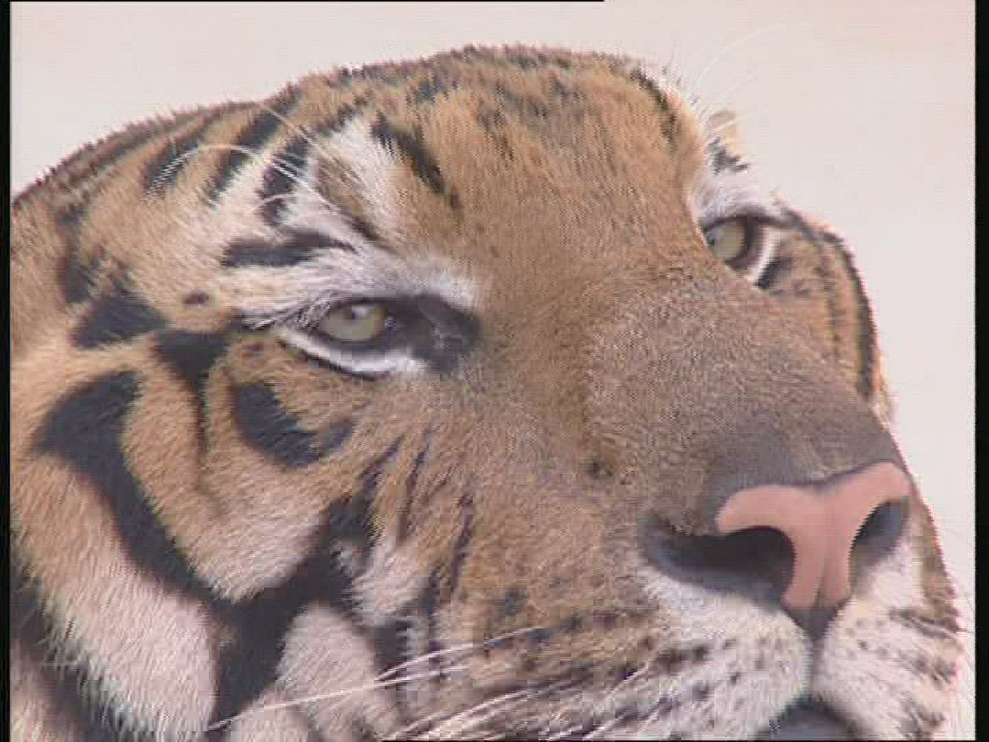 600926465 / Tiger / Animal Keeper / Thailand