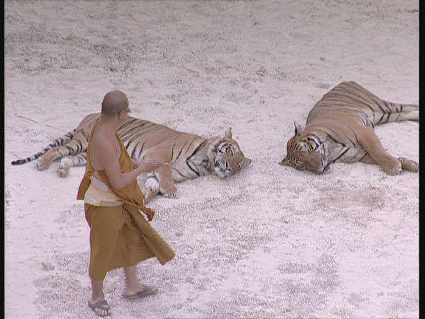 551923830 / Tiger / Animal Keeper / Thailand