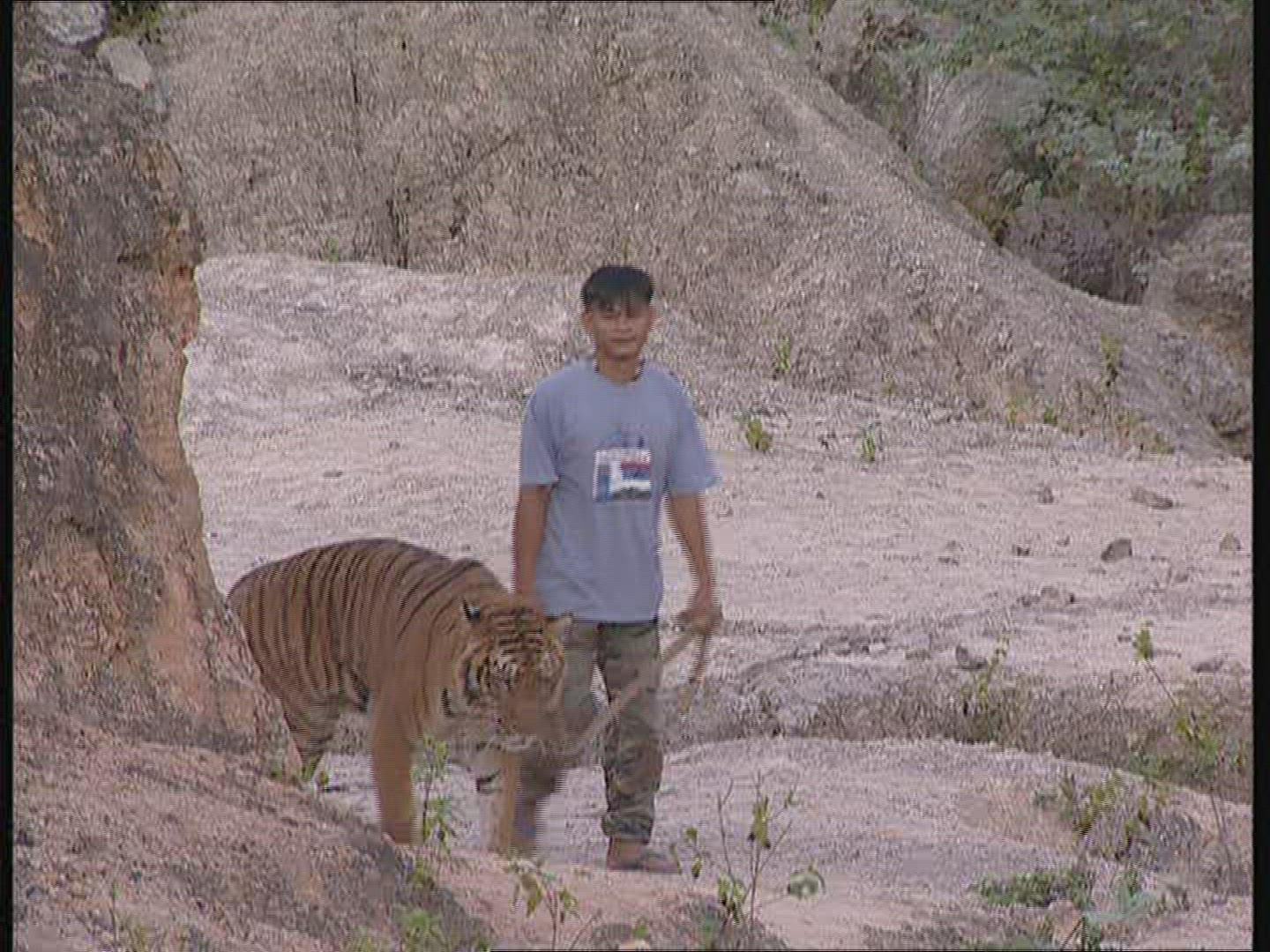849101541 / Tiger / Promenade / Thailand