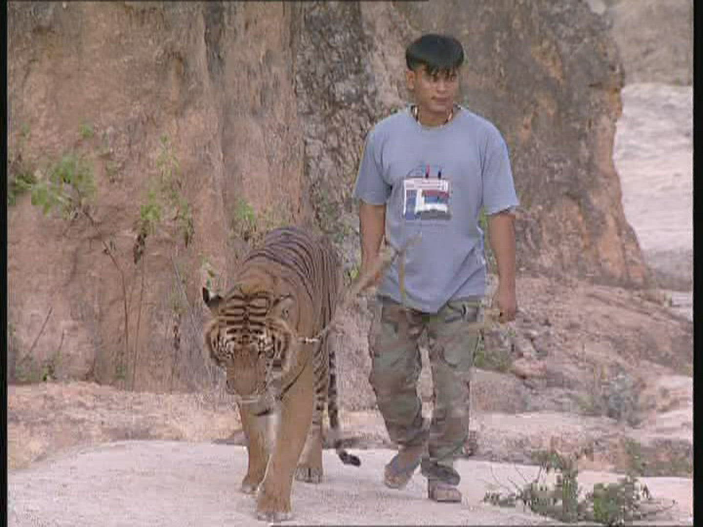 638050288 / Tiger / Promenade / Thailand