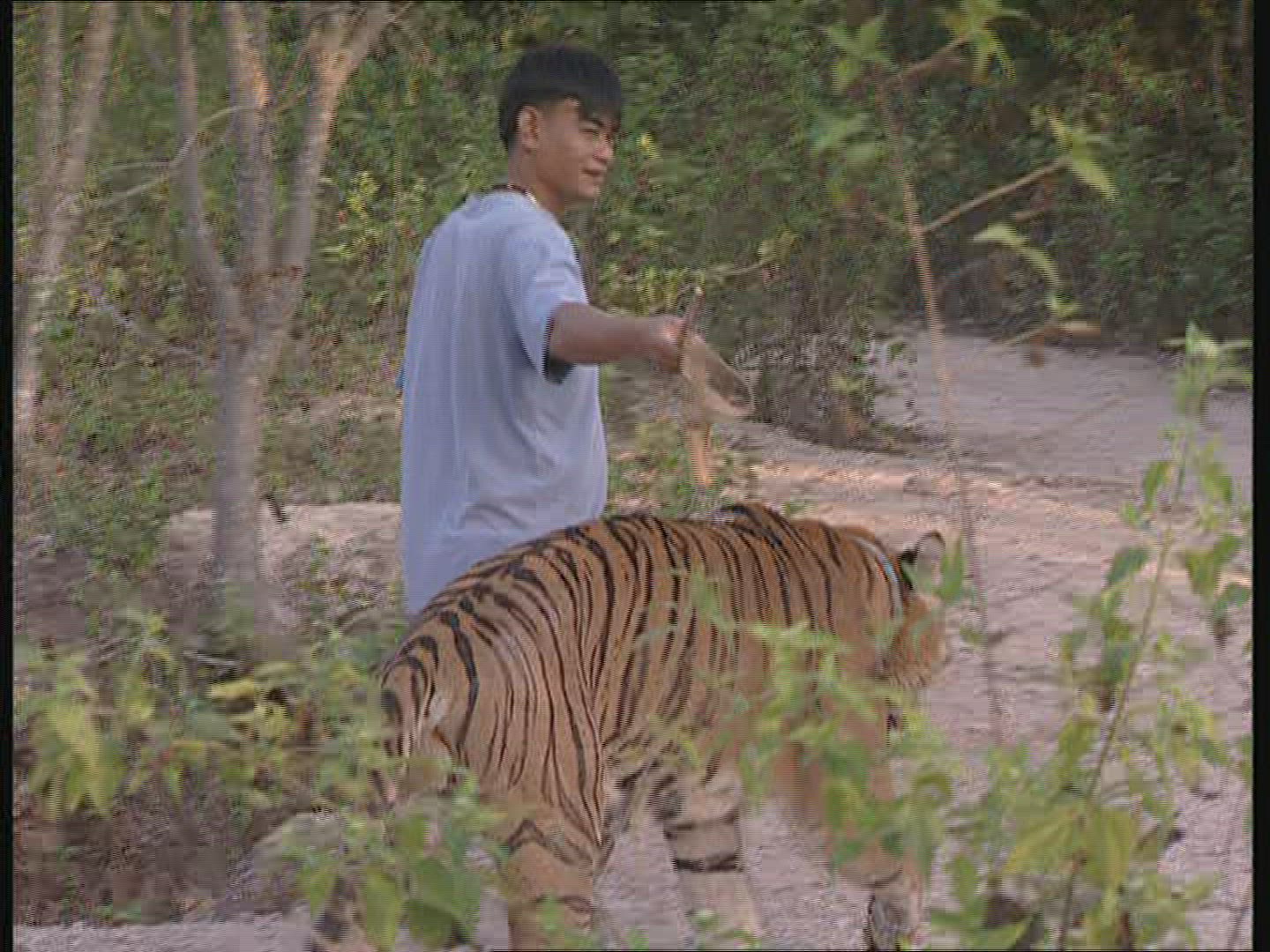 242181497 / Tiger / Promenade / Thailand