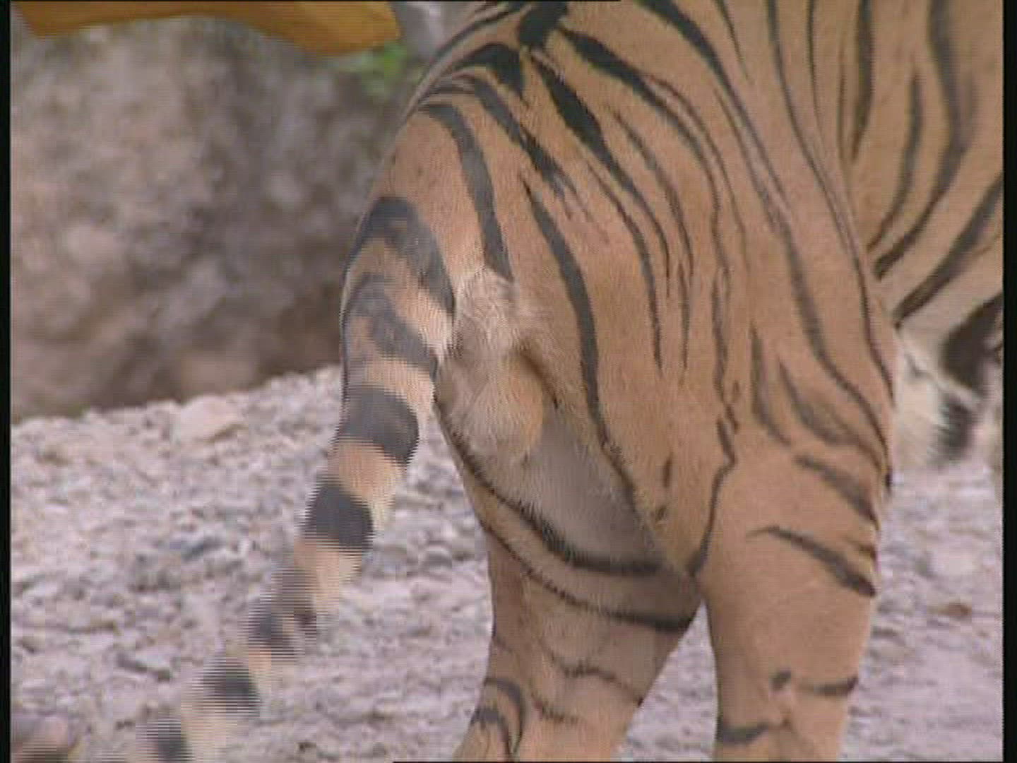 401816373 / Tiger / Promenade / Thailand