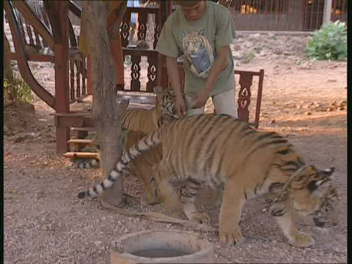 173492405 / Tiger / Animal Keeper / Thailand