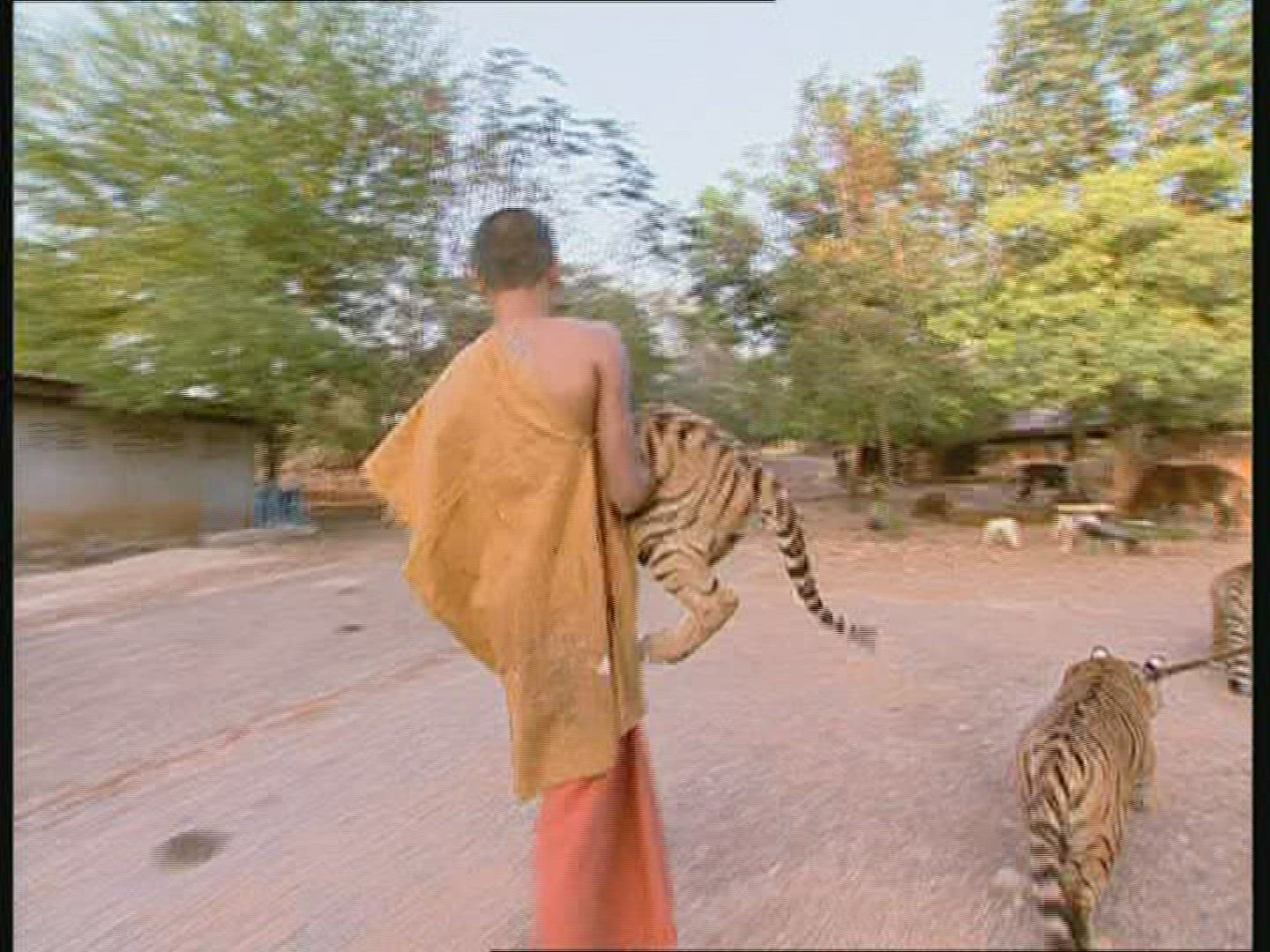 714665800 / Tiger / Animal Keeper / Thailand