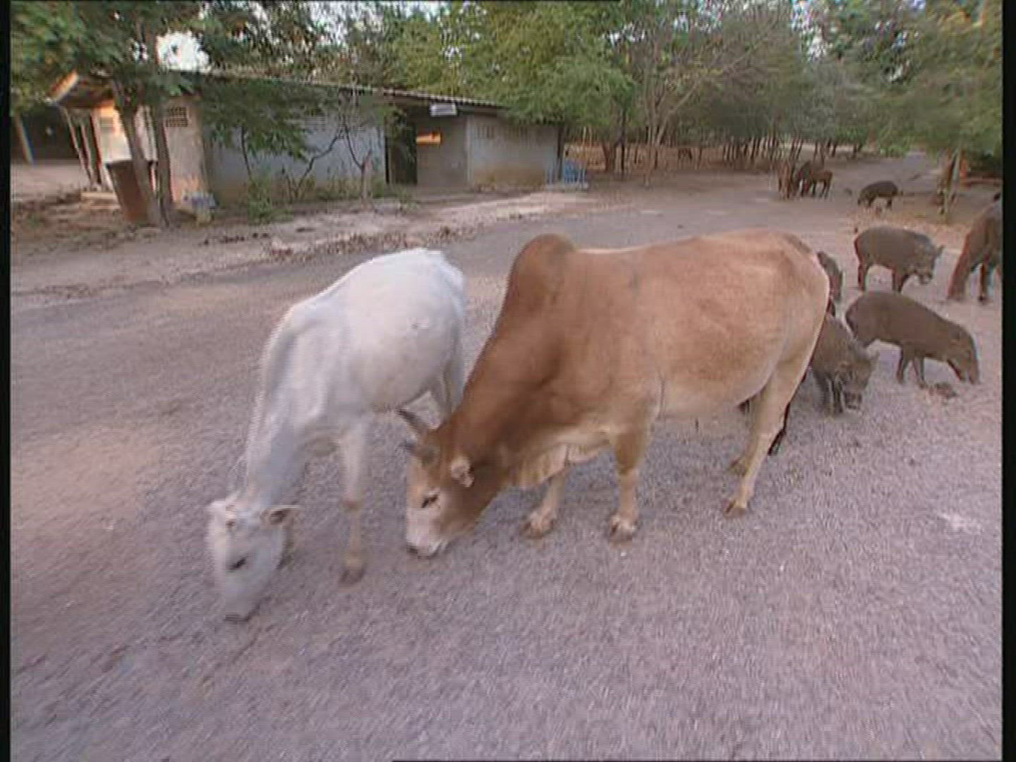 929480154 / Monk / Animal / Feeding / Thailand