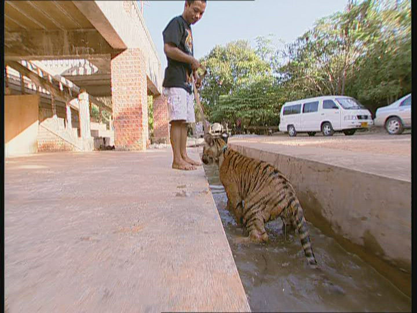 882541100 / Tiger / Animal Keeper / Thailand