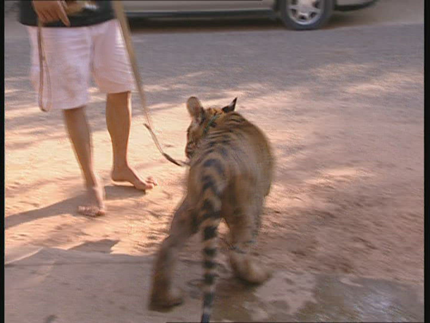 133327386 / Tiger / Animal Keeper / Thailand
