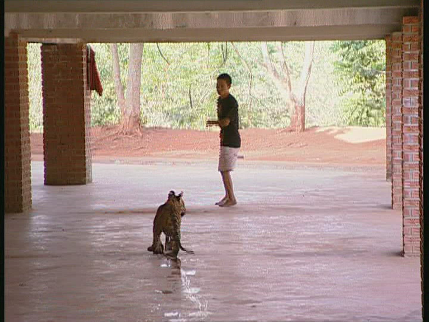 187593017 / Tiger / Animal Keeper / Thailand