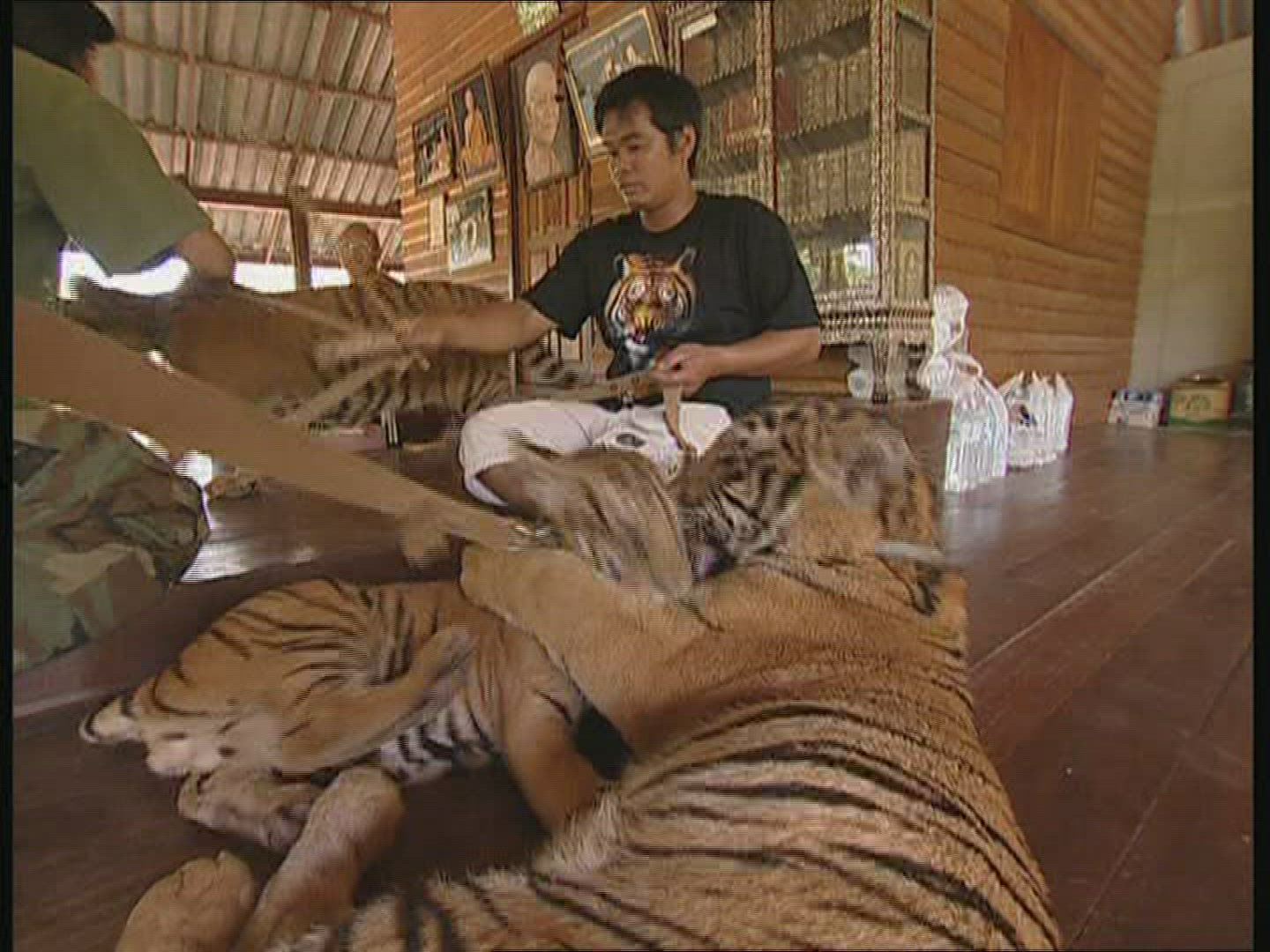 822316235 / Tiger / Animal Keeper / Thailand