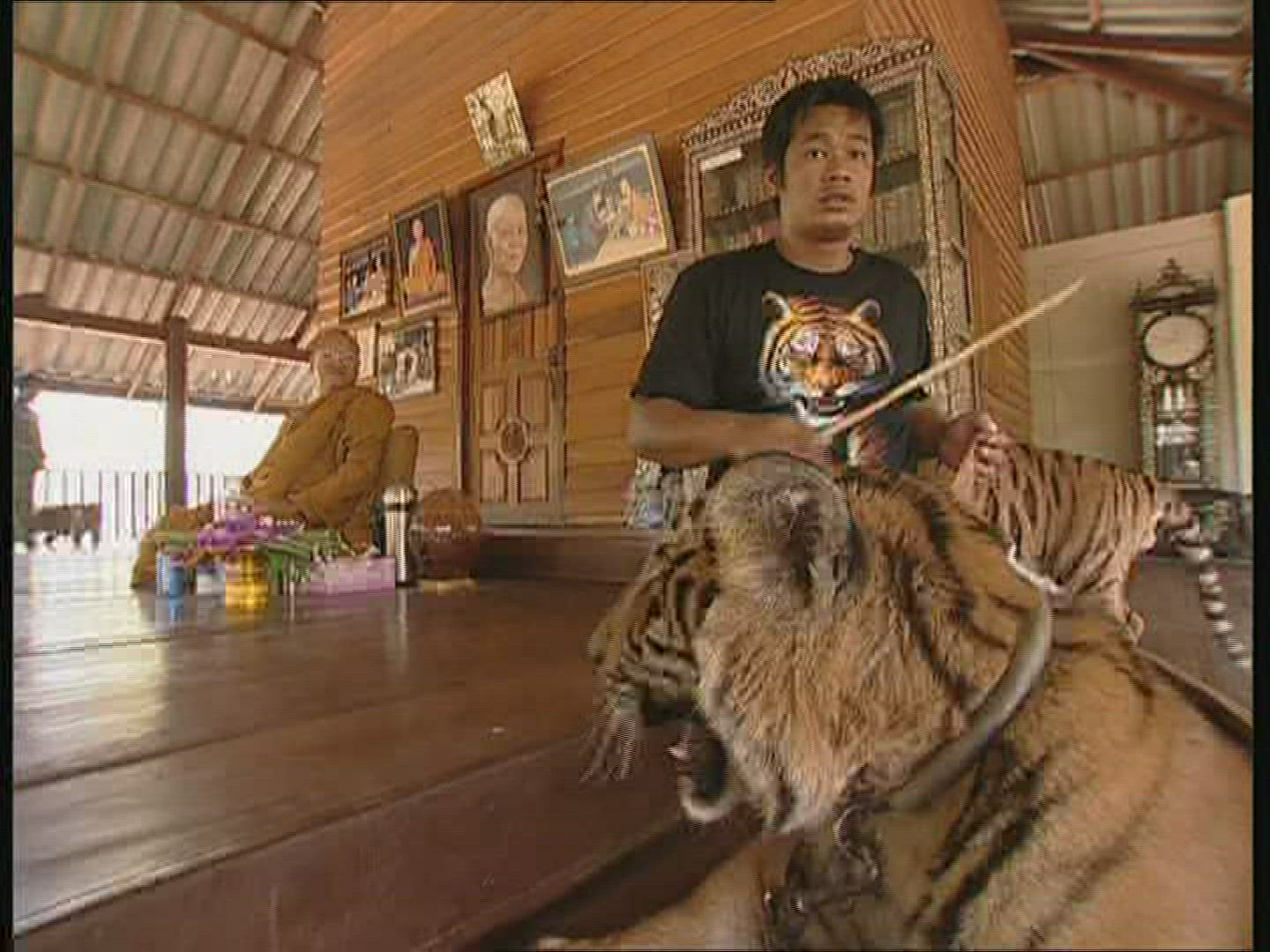 336784166 / Tiger / Animal Keeper / Thailand