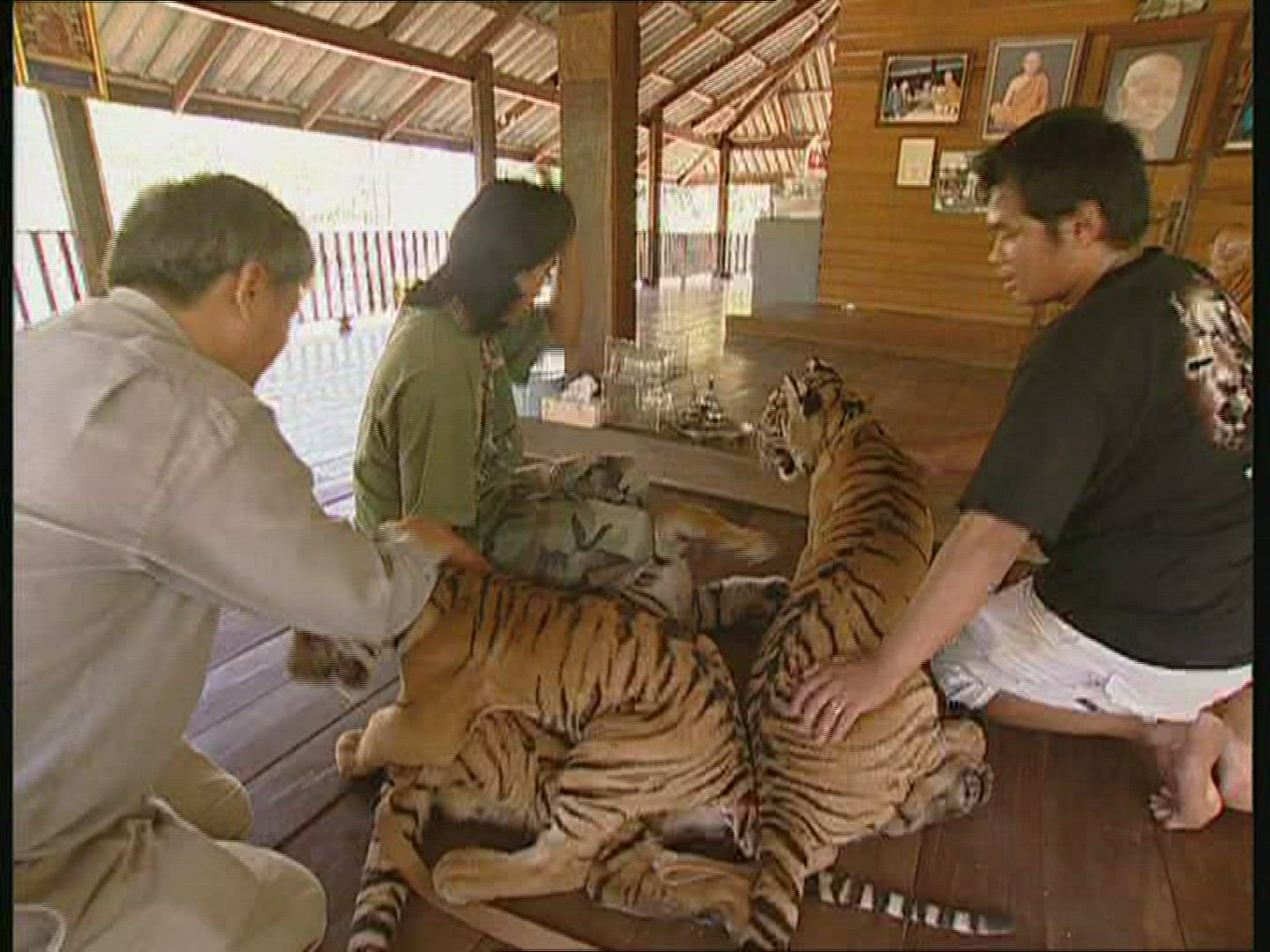 459180068 / Tiger / Animal Keeper / Thailand